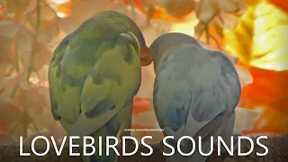 Lovebirds Sounds: Pied Lovebirds, Blue and Green