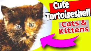 Cute Tortoiseshell Cat Facts | Facts of Tortoiseshell Kittens