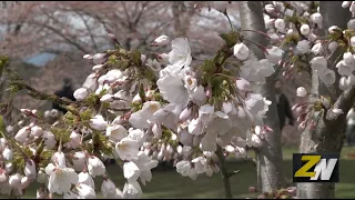 Znews - High Park Cherry Blossoms