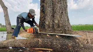 Strongest chainsaw‼️ Cut down 2 old trembesi trees, Stihl ms881.