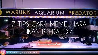 7 Tips Cara Memelihara Ikan Predator bagi Pemula - Warunk Aquarium Official