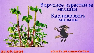 25.09.2021 Внимание: опасное вирусное заболевание малины- проверьте срочно свой малинник.