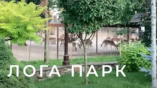 Антилопы, Рестораны, Красоты // Лога парк