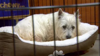 Puppy Mill Rescue Lily Sees A Bed For The First Time | Dr. Jeff: Rocky Mountain Vet