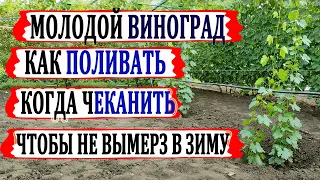 🍇 Август! Без ЭТИХ ПОЛИВОВ и ПОДКОРМОК Ваши саженцы и молодые кусты винограда не вызреют и погибнут.