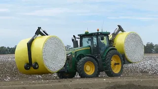 Cotton Harvest