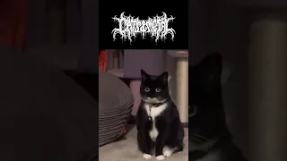 😭 #disturbed #soundofsilence #cat #funnycat #metal #cats #metalband #metalhead #catmemes #catshorts