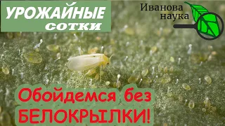 Используйте ЭТО средство и забудьте о БЕЛОКРЫЛКЕ навсегда!