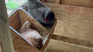 How many nest boxes per chicken?