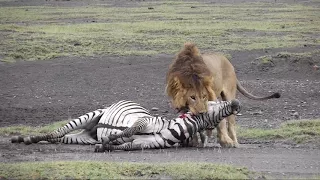 Lion kill unedited