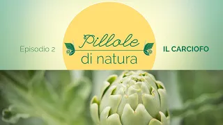 Pillole di Natura: CARCIOFO - Rimedio Naturale per il benessere del Fegato