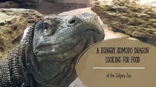 A Hungry Komodo Dragon Looking for Food at the Calgary Zoo - November 11, 2022 @papaatthezoo