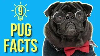 9 Mind-Blowing Pug Facts ( You Probably Didn't Know )