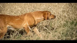 Video of 12 dogs and a deer falling off a cliff