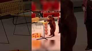 Медведь забрасывает мячи в корзину! #окружающиймир #закладказнаний #цирк #медведь #цирклегенда #трюк