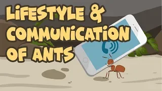 Lifestyle and Communication of Ants | Miracles of the Quran