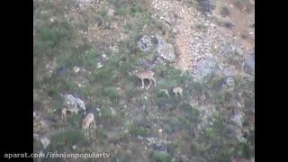 Wildlife Of Iran, Pagens