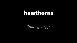 Crataegus spp. - hawthorns
