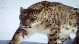 Tracking Elusive Snow Leopard in Afghanistan