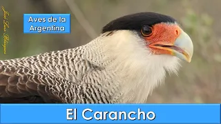 CARANCHO, CRESTED CARACARA, Caracara plancus, Aves de la Argentina