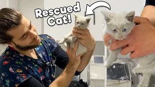 The Kitten That Rescued From The Highway!