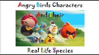 Angry Birds characters  in Real life  | Angry Birds All Characters Compilation