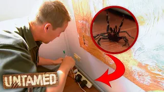 Family is Invaded By World's Deadliest Spider! 🕷 | The Wild Life Of Tim Faulkner Clip | Untamed