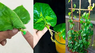 Grow Betel Plants (Paan Plant) From Single Leaves In Water with Aloe vera gel and turmeric powder !