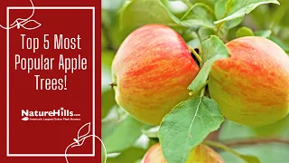 Top 5 Most Popular Apple Trees (and Their Pollinating Partners!) | NatureHills.com