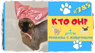 Смешные Животные 😁 Лучшая подборка 👍 Funny with Animals 😸 TikTok Trends