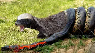 Terrible Giant Snake Attacks Honey Badger And Unexpected Ending