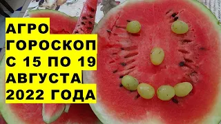 Агрогороскоп с 15 по 19 августа 2022 года