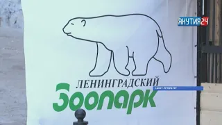 Якутская медведица Харчаана в Санкт-Петербурге