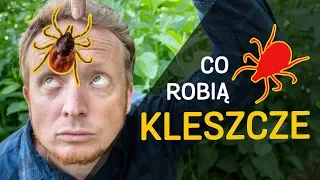 Kleszcze - kim/czym są? Co robią? - film z serii "o Kleszczach" odc. 01