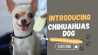 Introducing Chihuahuas - History, Personality, and Care Tips