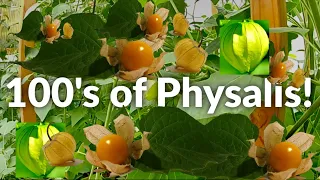 #HowTo Get Hundreds of #Physalis Berries Every Year Without Replanting [Golden Berries Perennials]