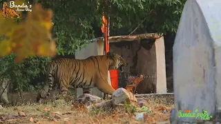 Tiger at Temple -  Nimdhela Zone-Tadoba.