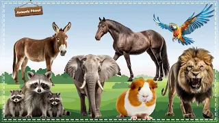 The Best Animal Sounds and Videos: Hamster, Donkey, Lion, Parrot, Elephant, Raccoon, Horse