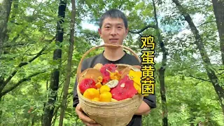 人生中第一次撿這麼多雞蛋菌，非常少見且美味，你有吃過嗎【川農小韓】 #户外 #野生菌