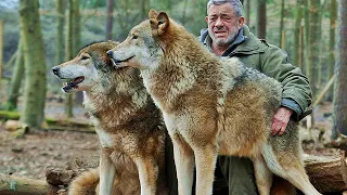 Почему «прирученный» волк опаснее дикого??