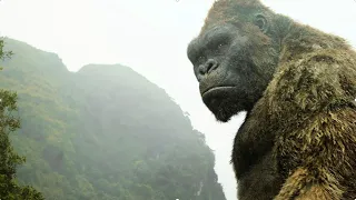 Why Do Gorillas Really Beat Their Chest?