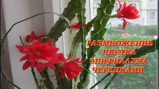 Размножение цветка эпифиллума черенками. (часть 2, см. продолжение)