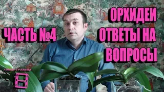 ОРХИДЕИ. №4 ОТВЕТЫ НА ВОПРОСЫ. ПРЯМЫЕ ТРАНСЛЯЦИИ