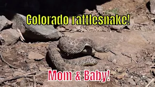 Mom rattlesnake with baby