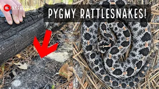 Finding Pygmy Rattlesnakes and More! Winter 2021 Snake Hunting in South Georgia!
