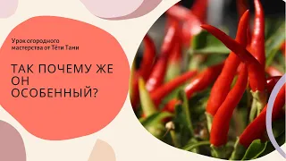 463. КАКИЕ ТАЙНЫ И КАПРИЗЫ У ЖГУЧЕГО ПЕРЦА,   НИКТО НЕ СПРОСИЛ...