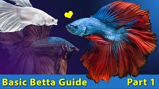 How to take care of a BETTA FISH  🐟 Basic Betta Guide