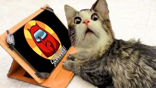 Cat reaction to, All Musik stories Among us Cat Song version  Nonstop Among Us Cat Pop dance