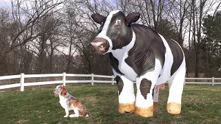 Dog Surprised by Giant Cow: Cute Dog Indie vs Cows