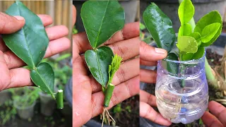 Best method propagate Lemon Trees from leaf cuttings